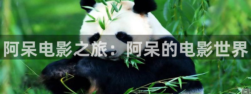 原来神马影院电视剧在线观看免费高：阿呆电影之旅：阿呆的电影世界